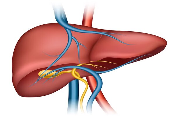 Best Tips to Keep Your Liver Healthy